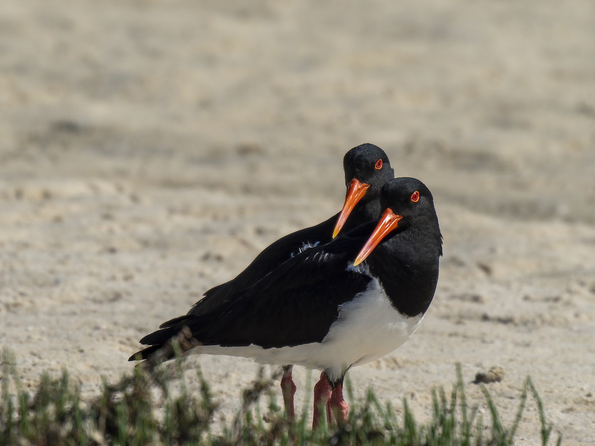 Pied Oystercatcher - ML623828506