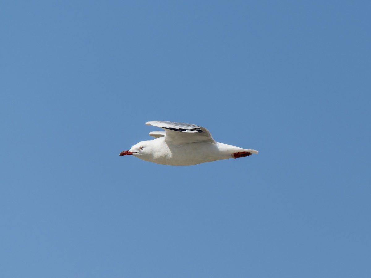 Silver Gull - ML623828516