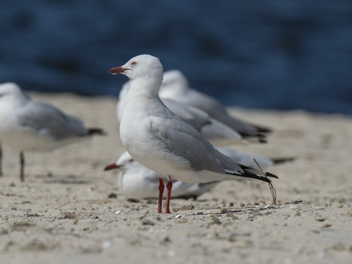 Silver Gull - ML623828518