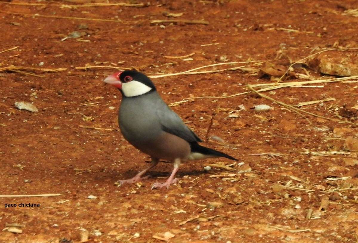 Java Sparrow - ML623828543