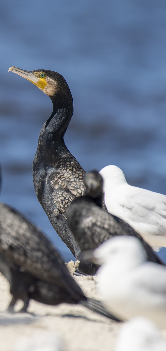 Great Cormorant - ML623828545