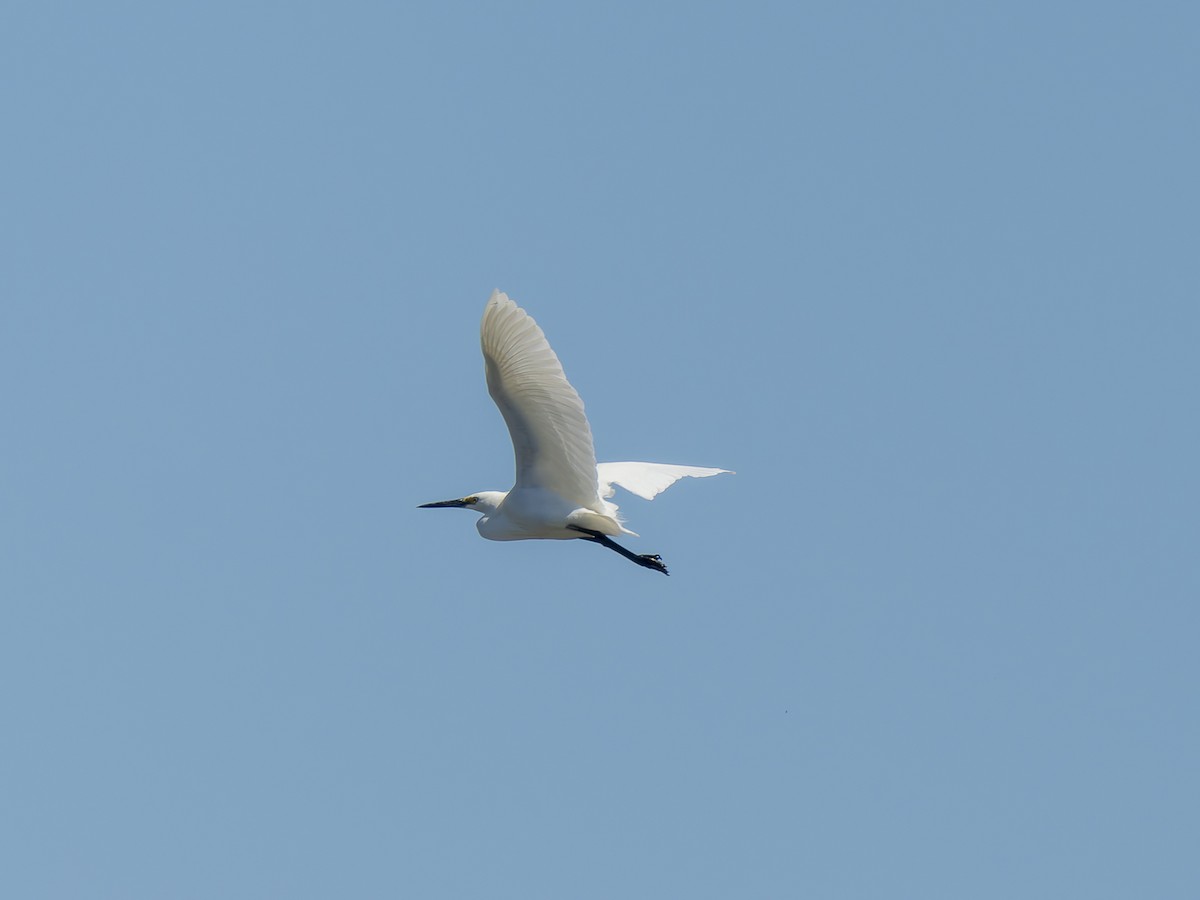 Little Egret - ML623828577