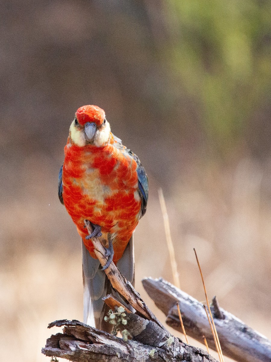 Western Rosella - Karen Gillow