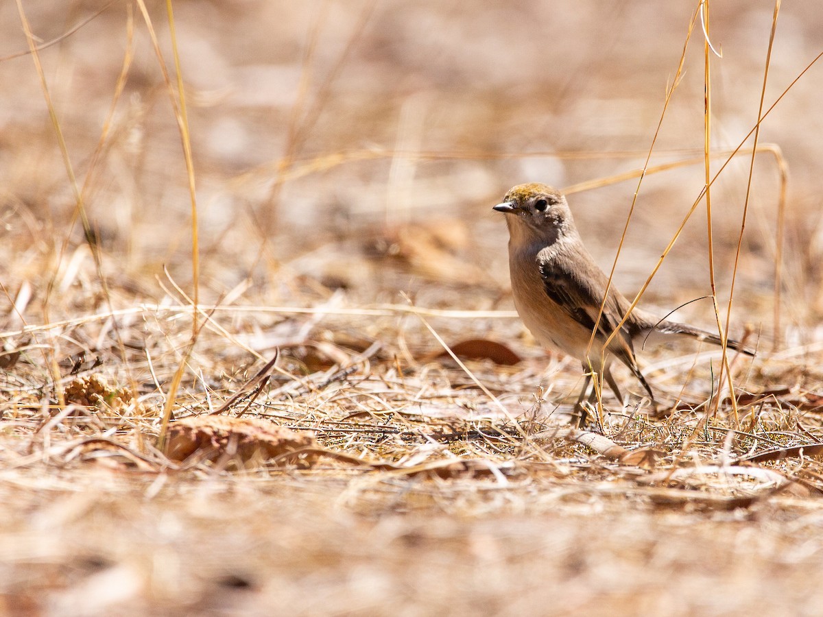 Red-capped Robin - ML623828588