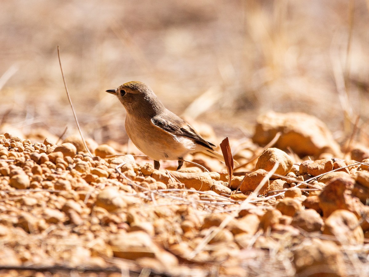 Red-capped Robin - ML623828589