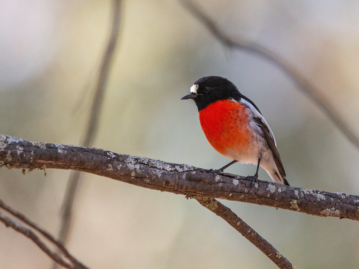 Red-capped Robin - ML623828590