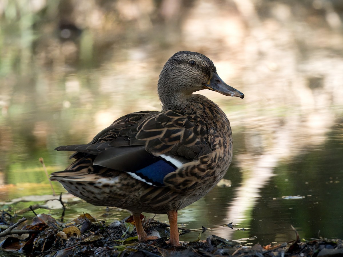 Mallard - ML623828591