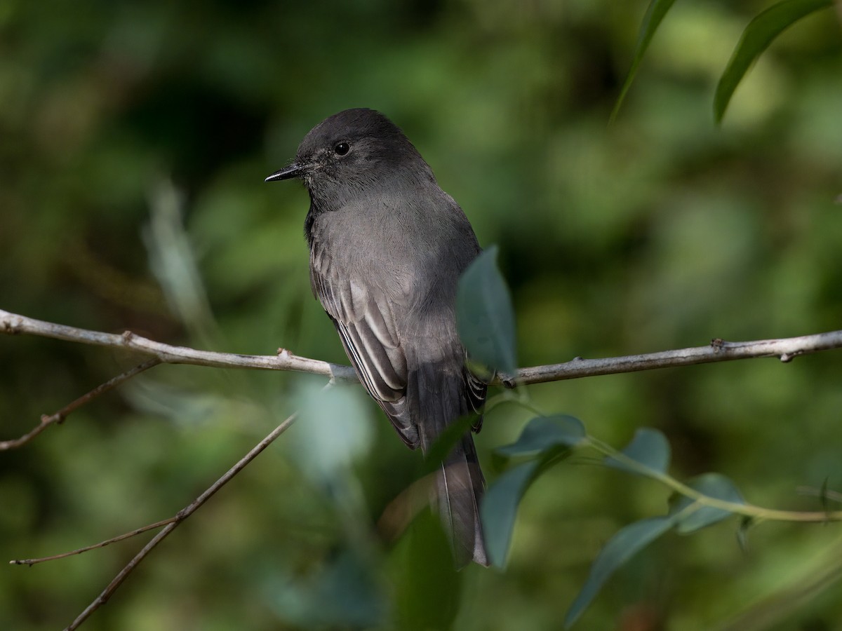 Black Phoebe - ML623828596