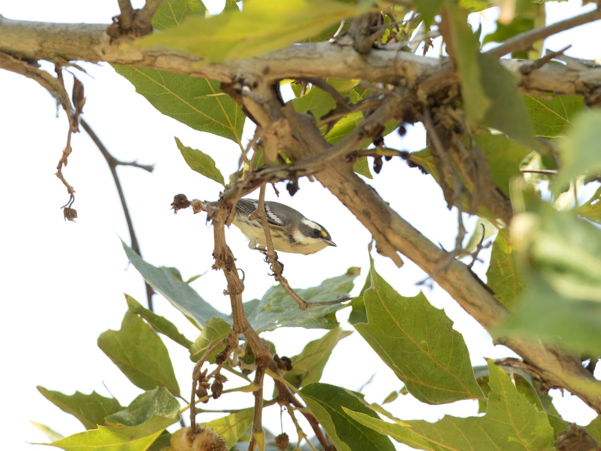 Black-throated Gray Warbler - ML623828615