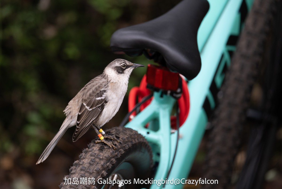 Galapagos Mockingbird - ML623828765