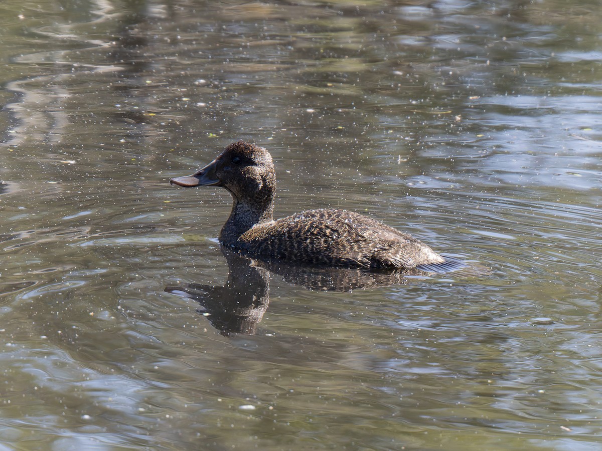 Blue-billed Duck - ML623828796