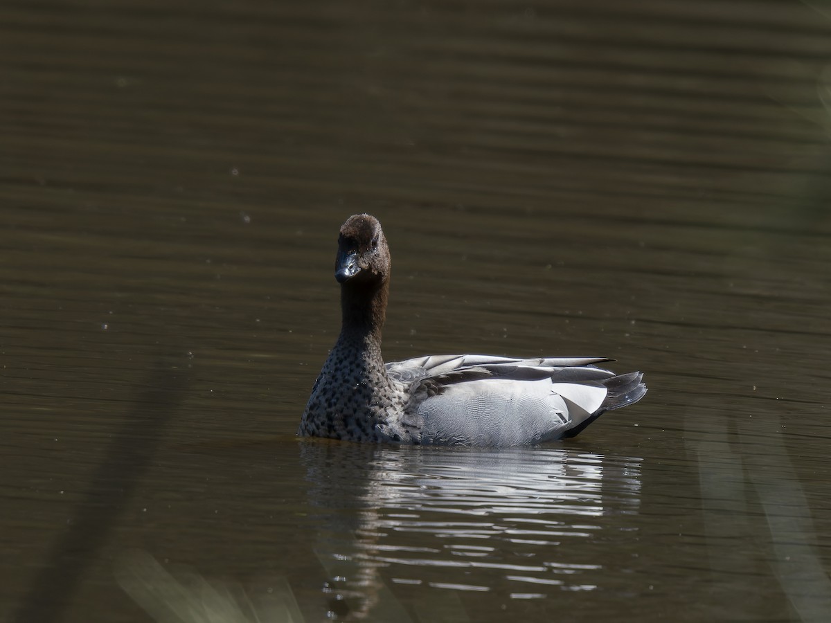 Maned Duck - ML623828800