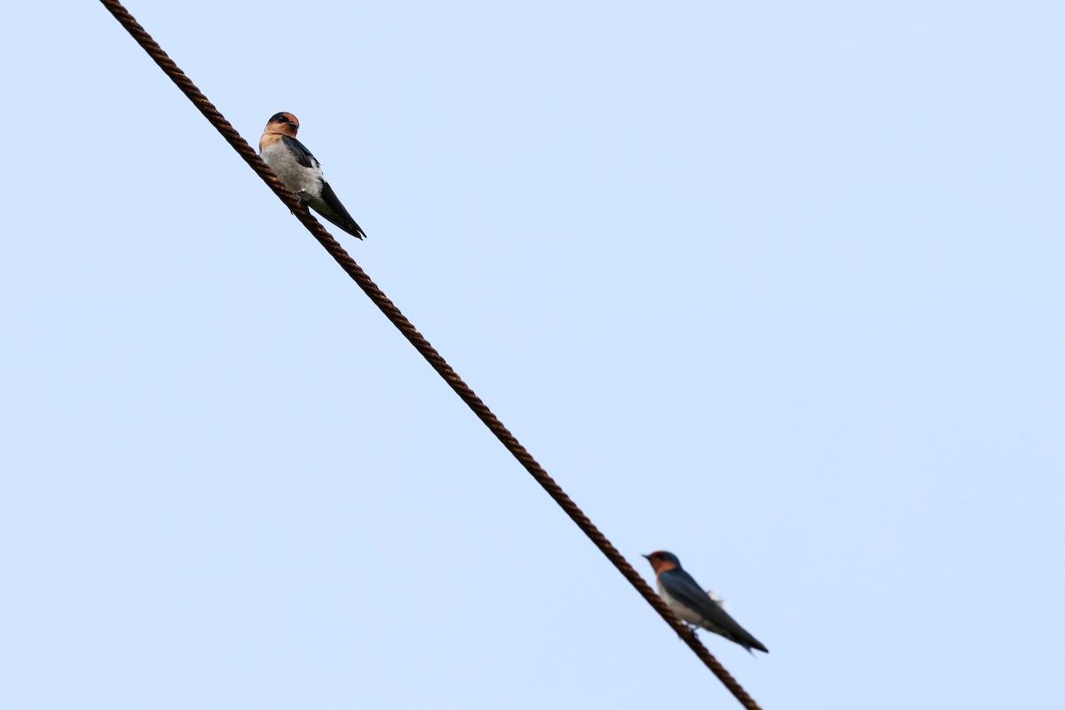 Pacific Swallow - ML623828801