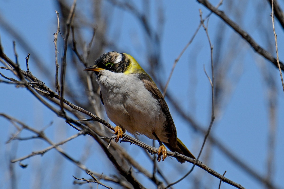 Black-chinned Honeyeater - ML623828803