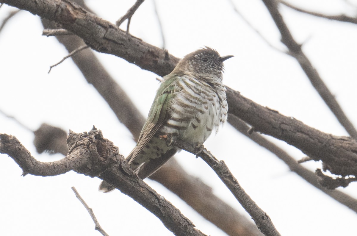 Shining Bronze-Cuckoo - ML623828806