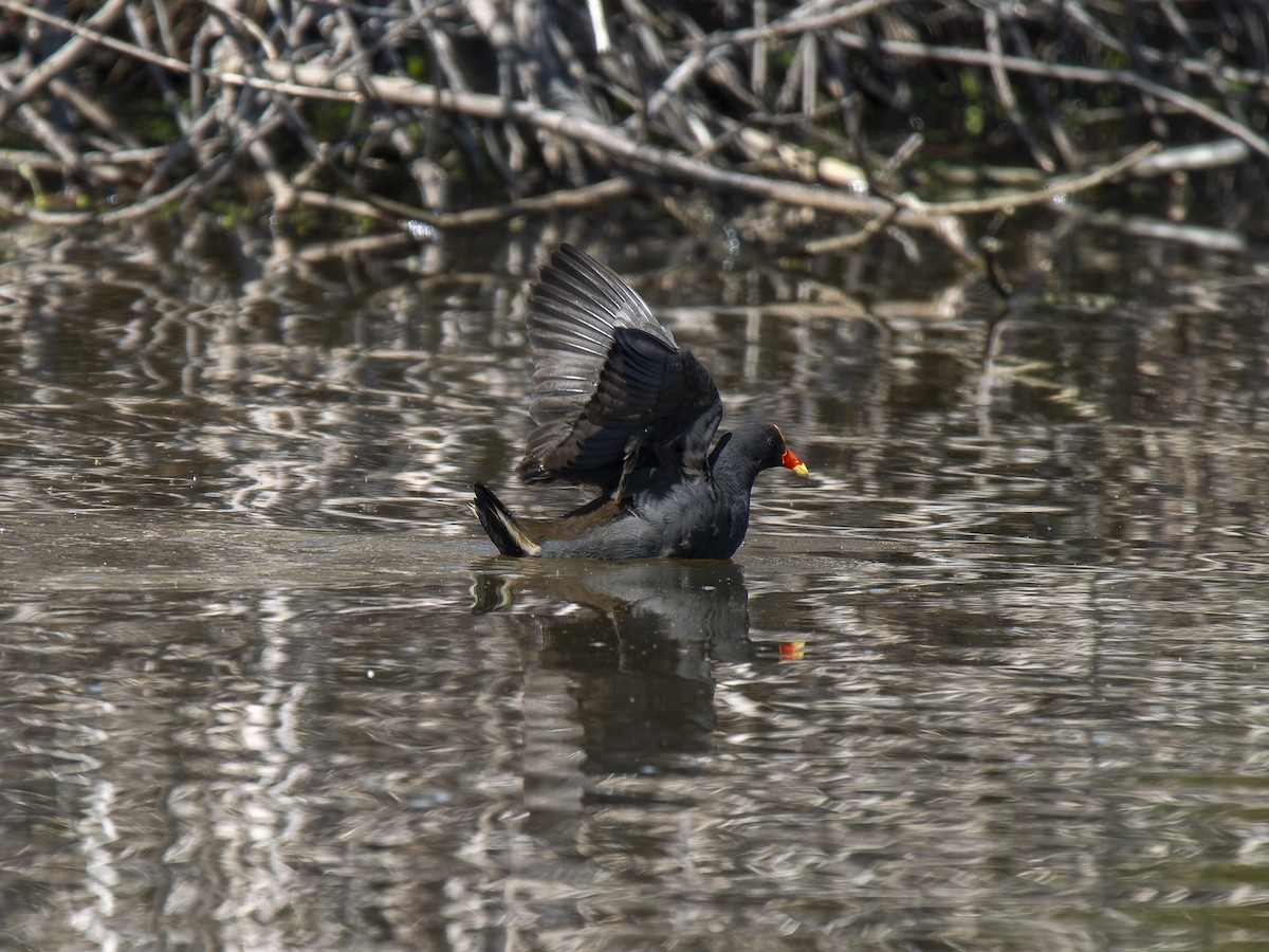 Dusky Moorhen - ML623828817