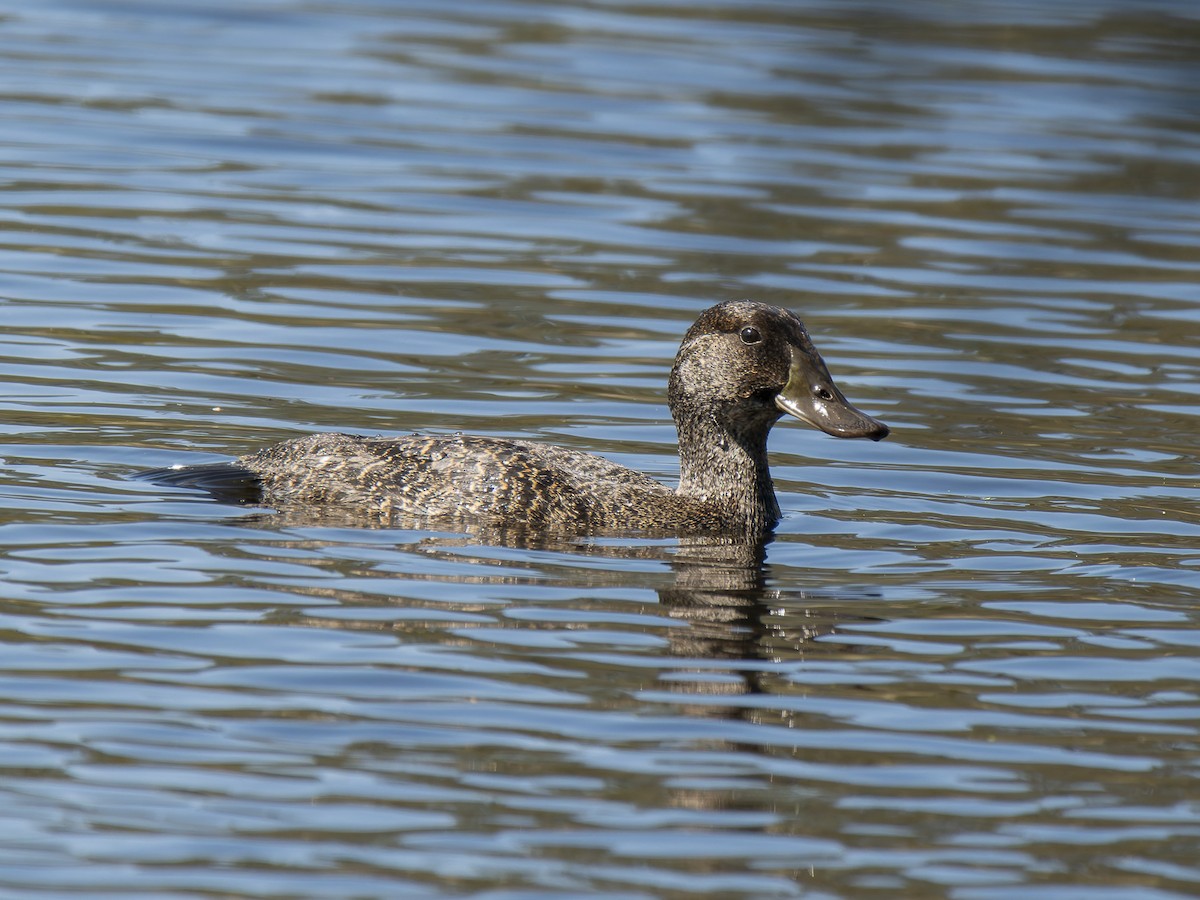 Blue-billed Duck - ML623828820