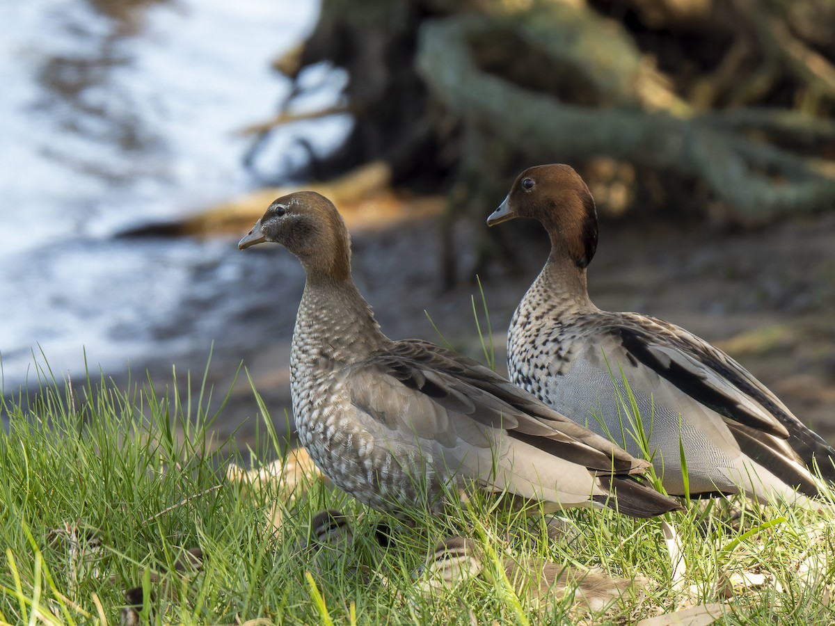 Canard à crinière - ML623828825