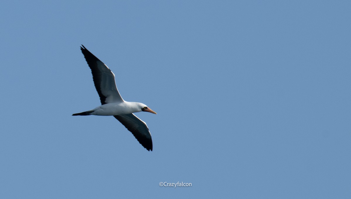 Nazca Booby - ML623828827