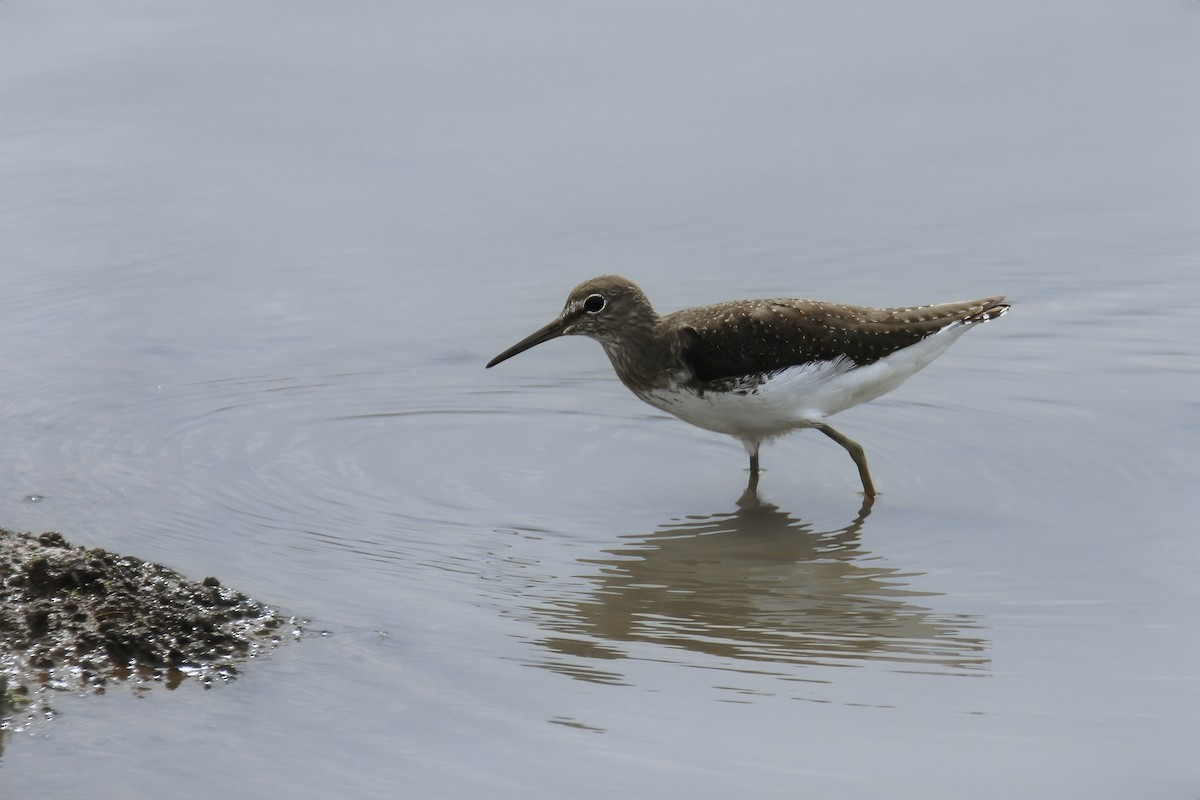 Green Sandpiper - ML623828832