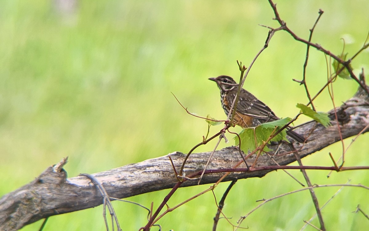 American Robin - ML623828834
