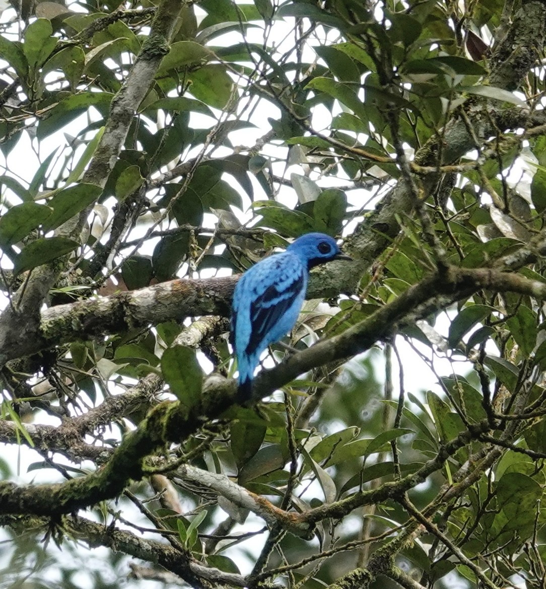 Cotinga Azul - ML623828848