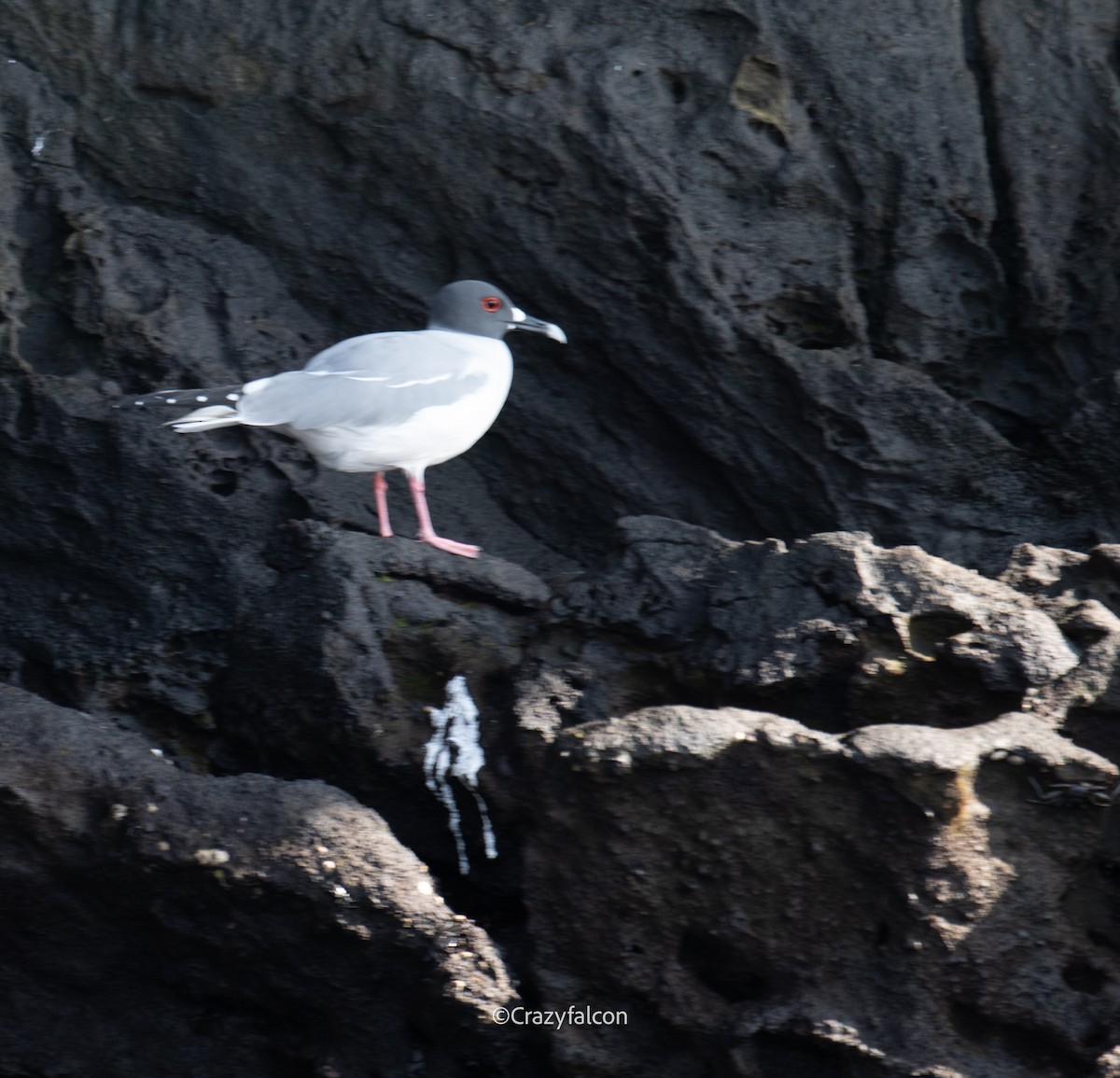 Swallow-tailed Gull - ML623828850