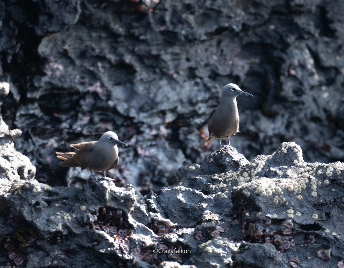 Brown Noddy - ML623828854