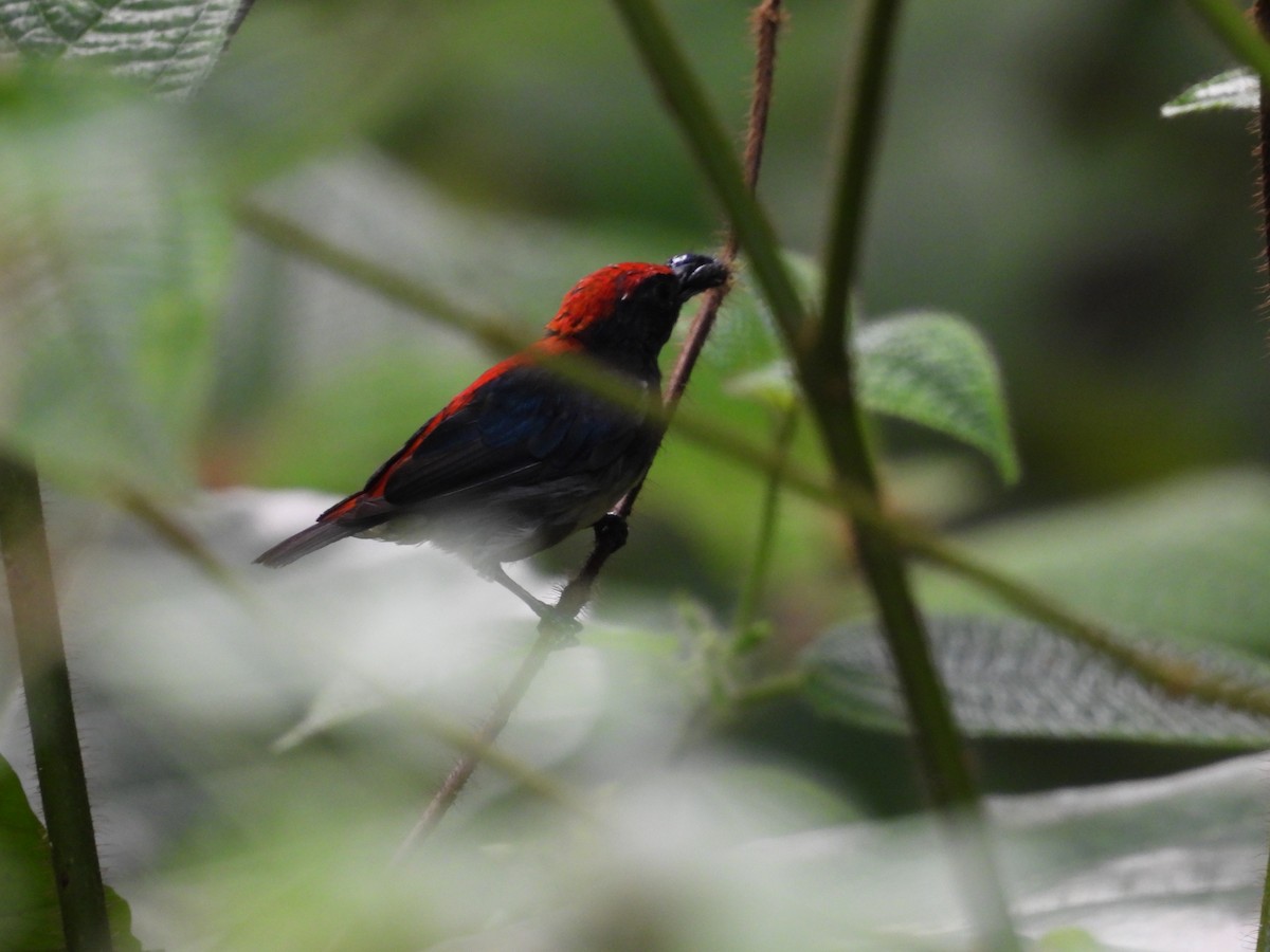 Scarlet-backed Flowerpecker - ML623828860