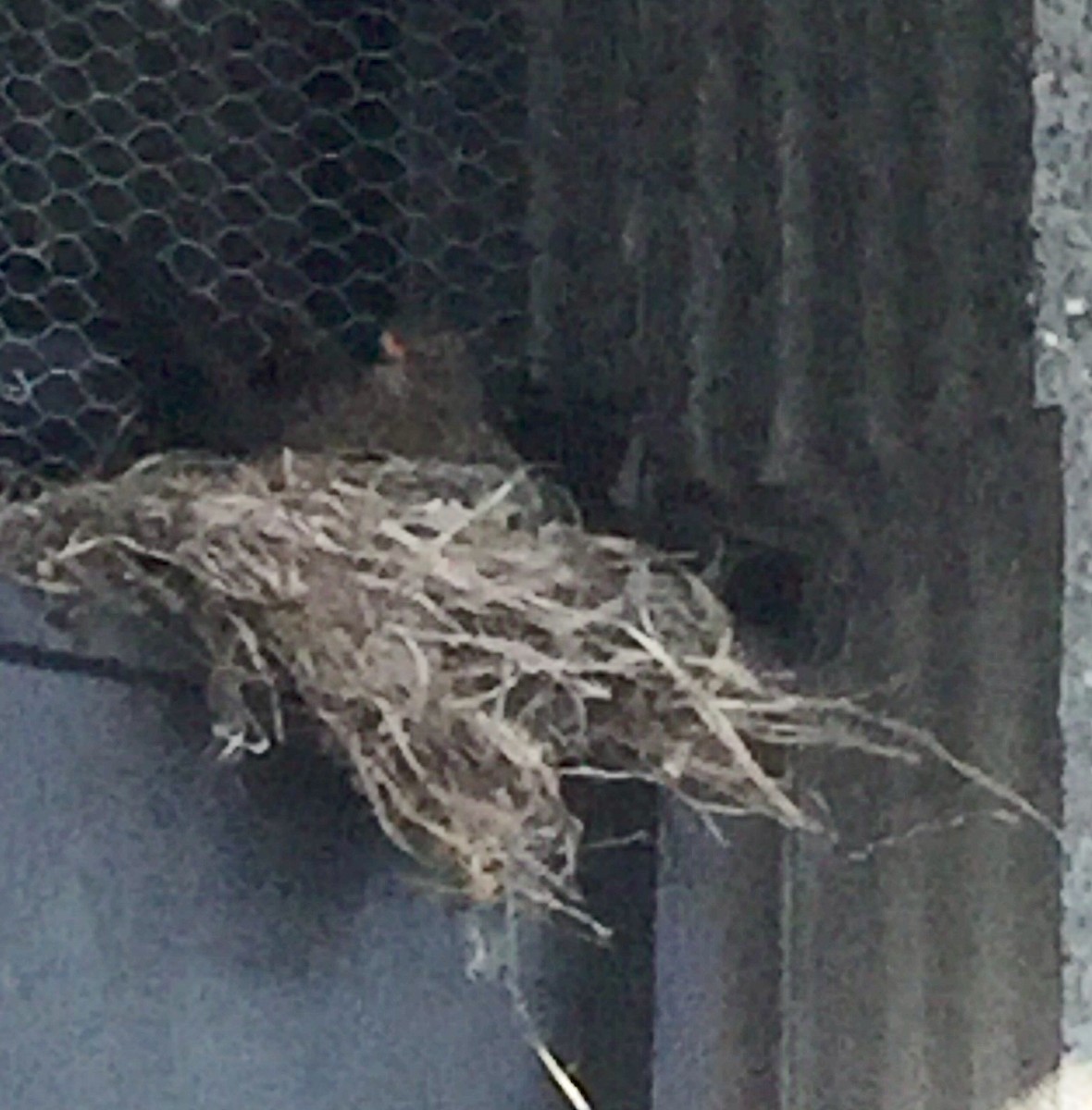 Eurasian Blackbird - Bev Alexander