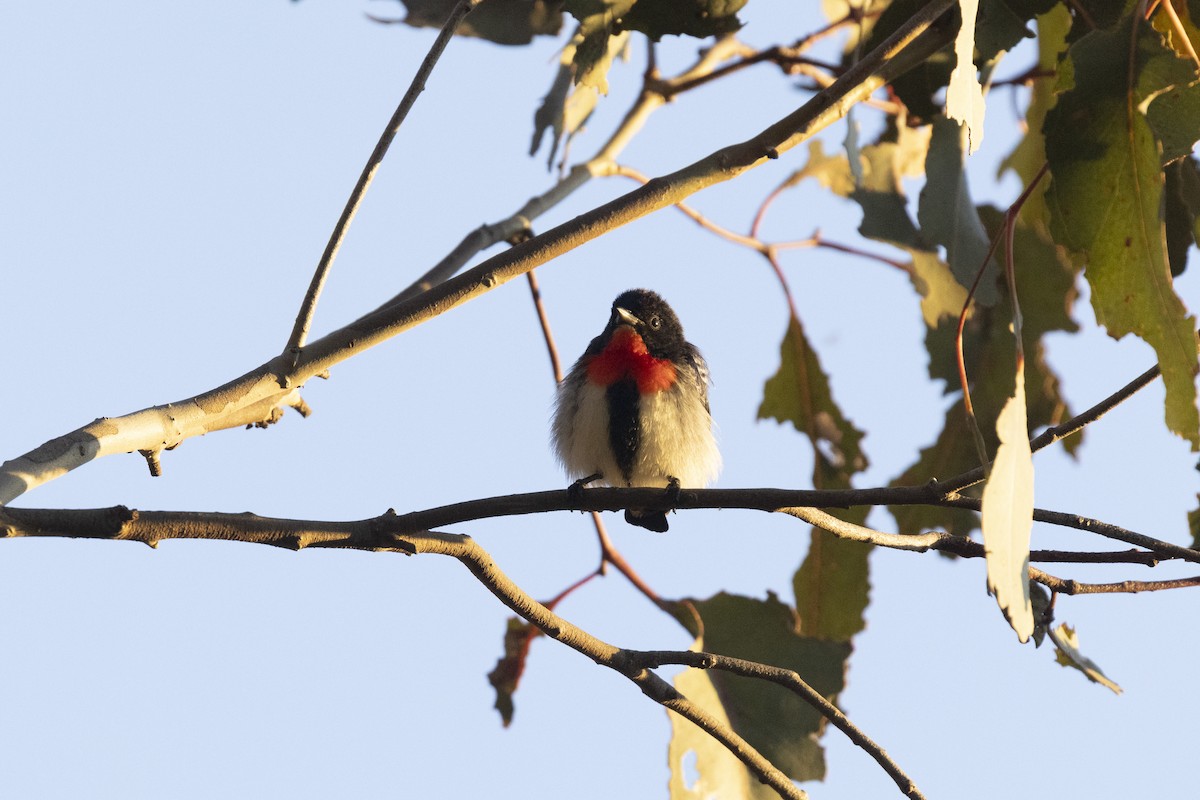 Mistletoebird - ML623828886