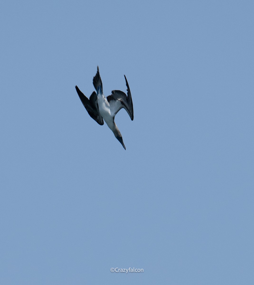 Magnificent Frigatebird - ML623828900