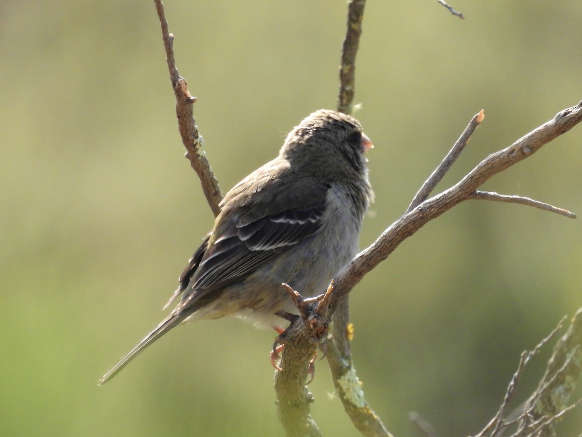 Protea Canary - ML623828918