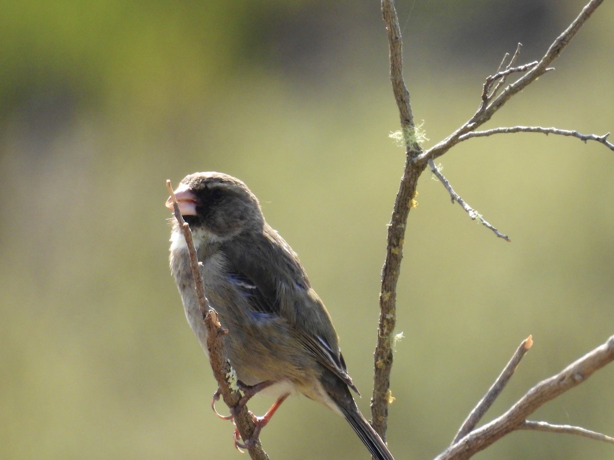 Protea Canary - ML623828919