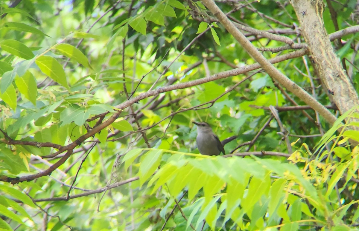 Gray Catbird - ML623828929