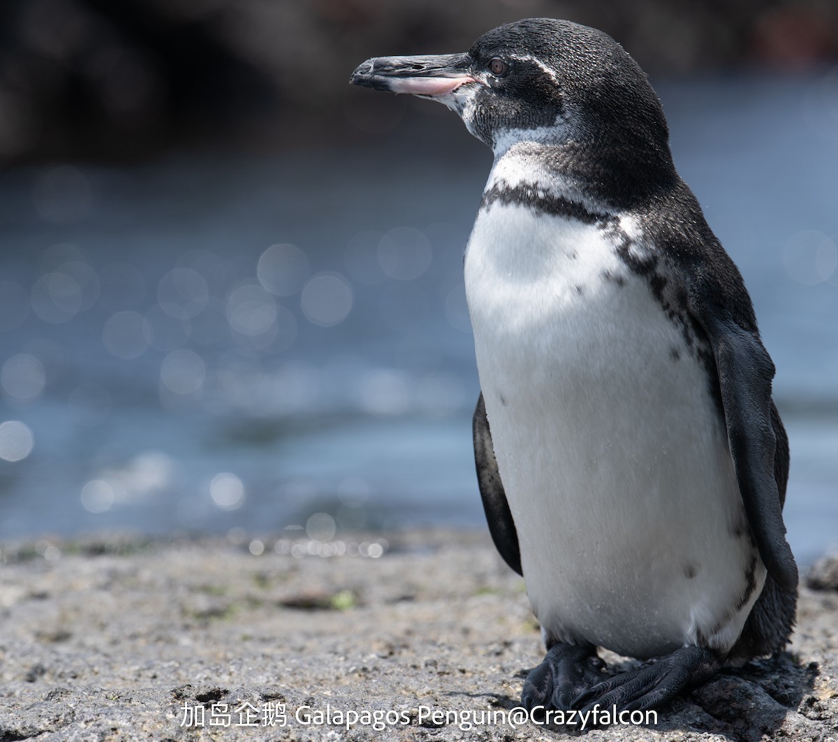 Galapagos Penguin - ML623828956