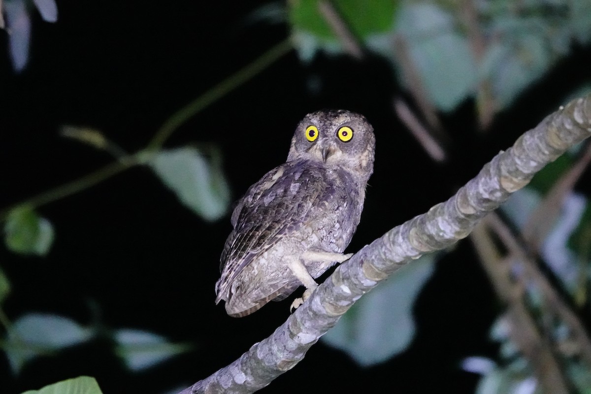 Ryukyu Scops-Owl - ML623828978