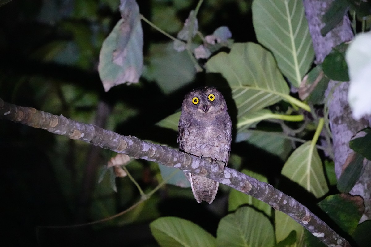 Ryukyu Scops-Owl - ML623828982