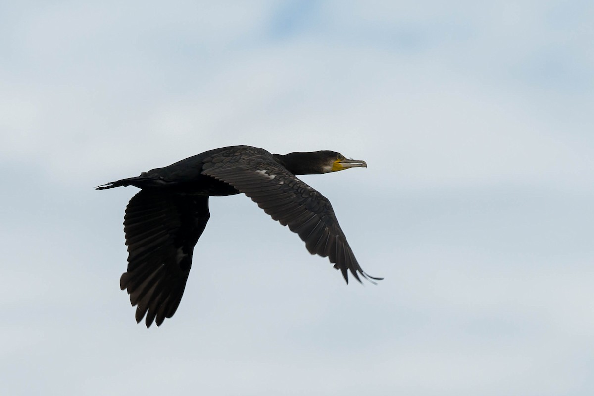 Grand Cormoran (sinensis/hanedae) - ML623829007