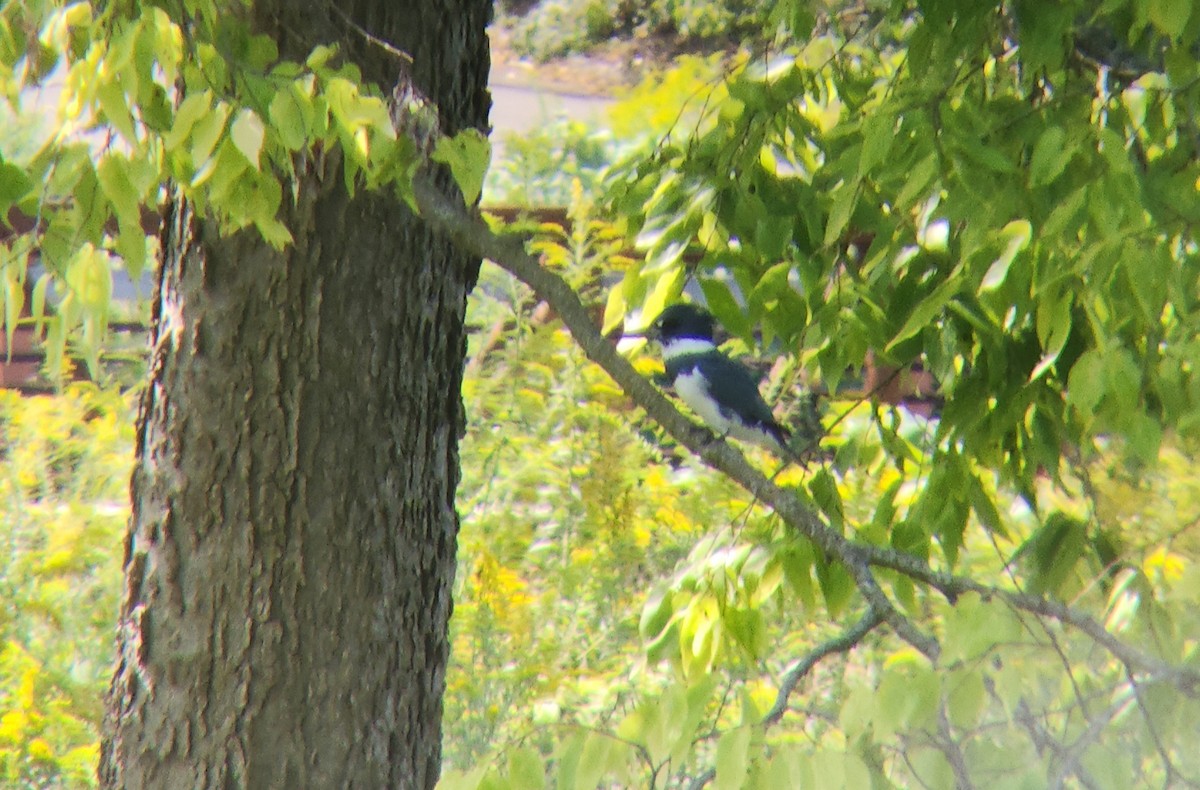 Belted Kingfisher - ML623829035