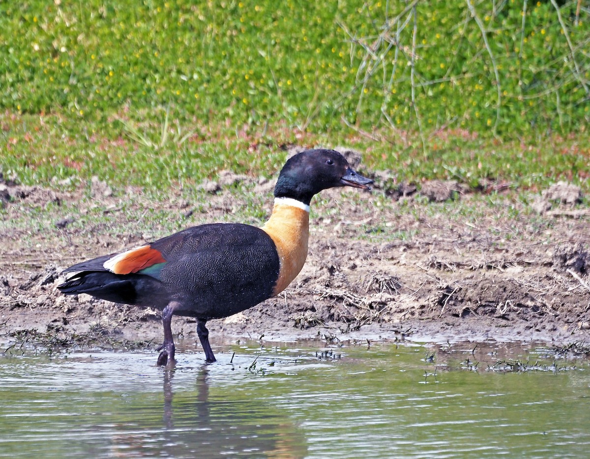 Australian Shelduck - ML623829040