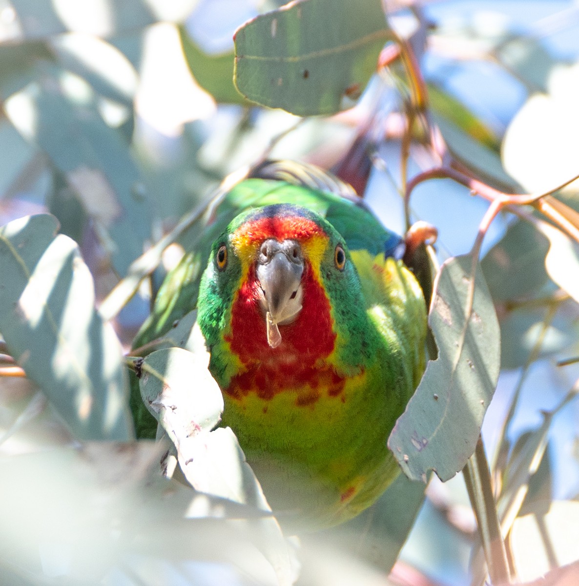 Swift Parrot - ML623829041