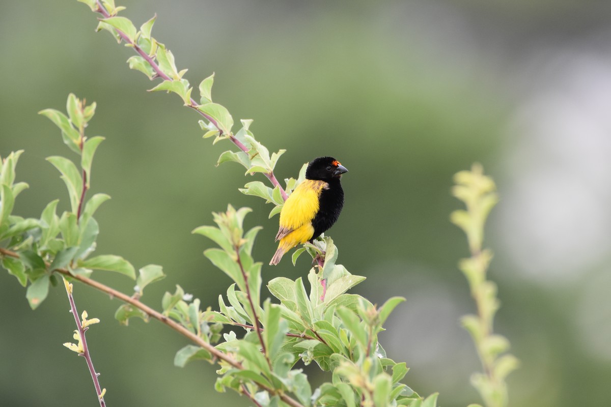 Вайдаг діадемовий - ML623829046