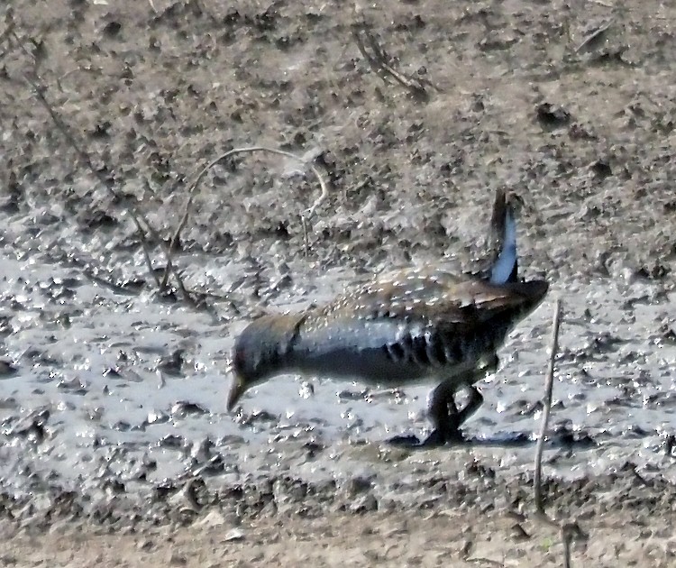 Australian Crake - ML623829048