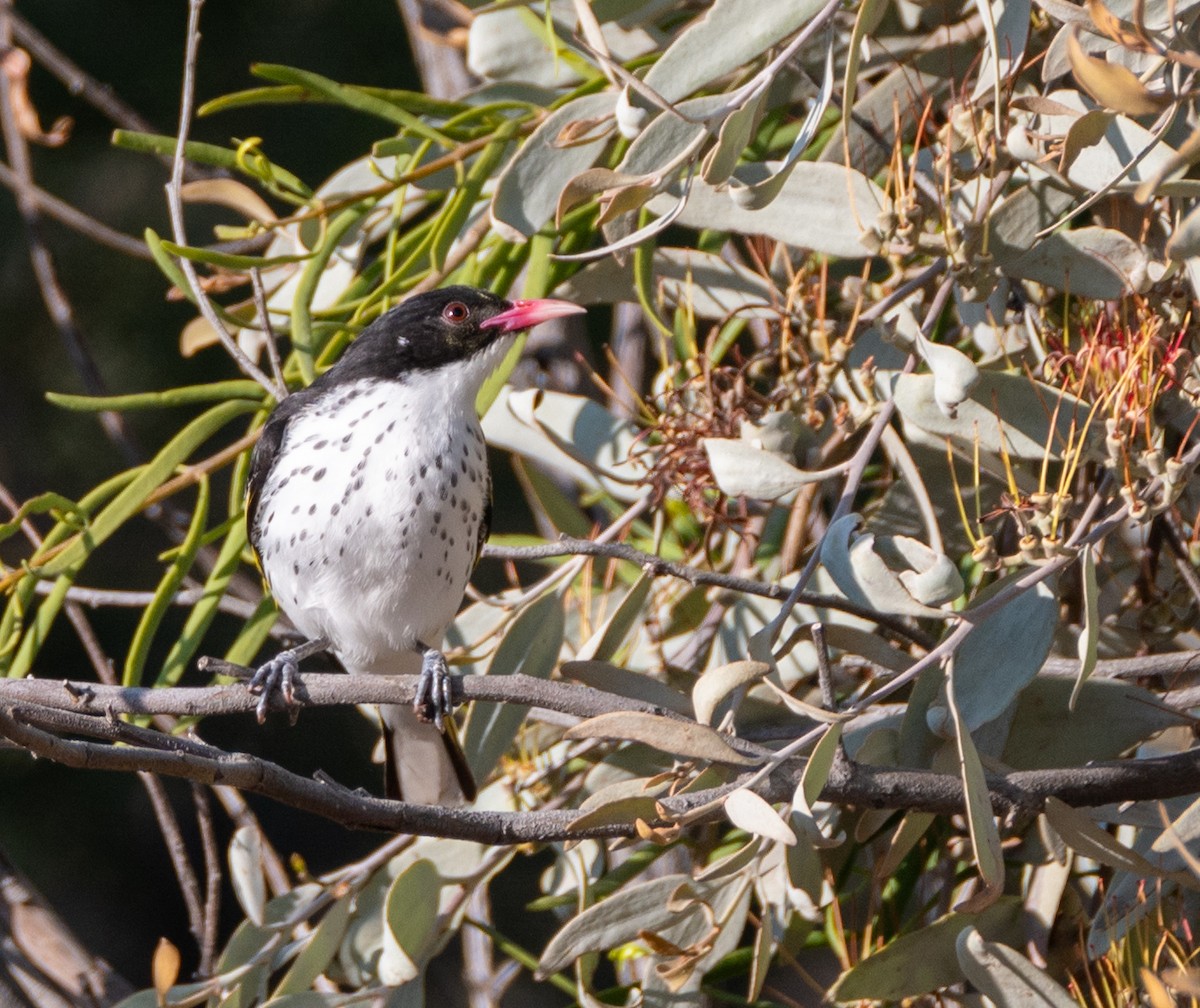 Painted Honeyeater - ML623829051