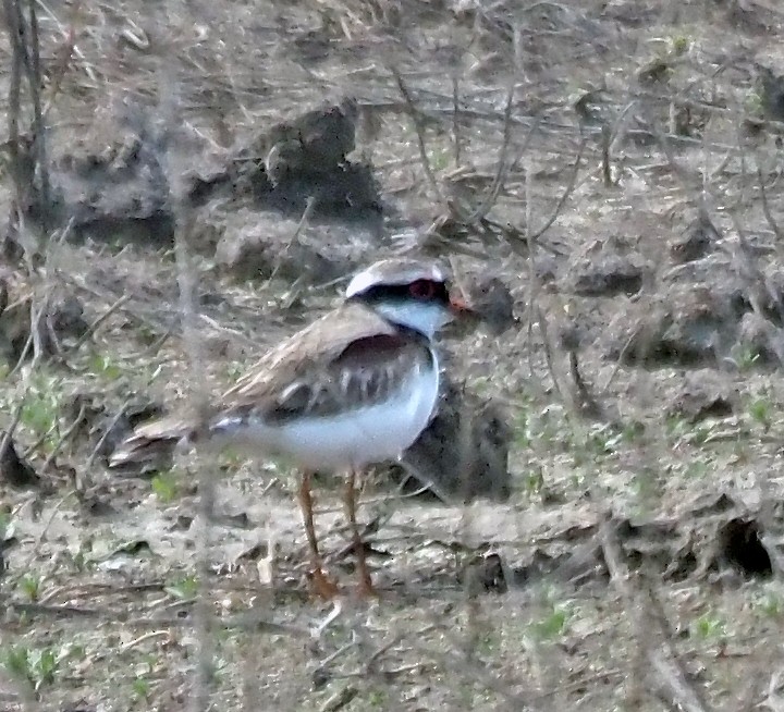 Black-fronted Dotterel - ML623829053