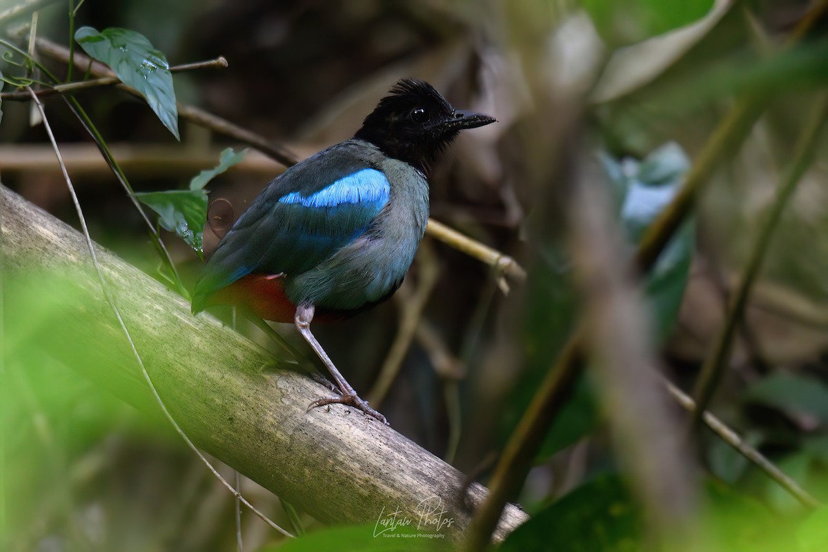 Western Hooded Pitta - ML623829058