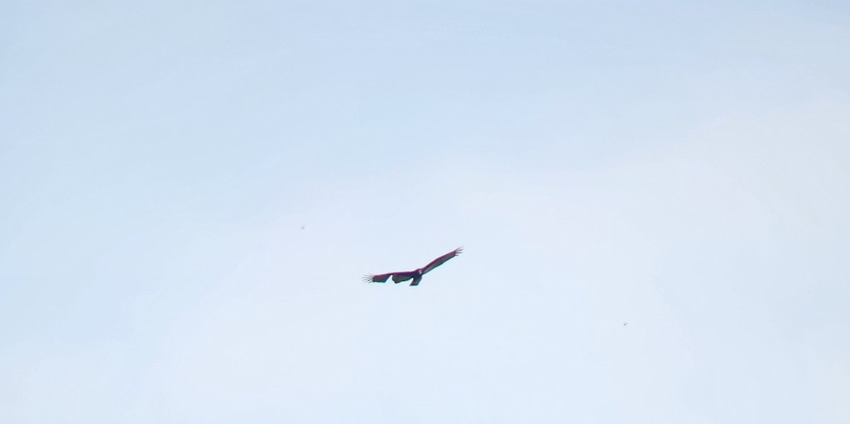 Turkey Vulture - ML623829061