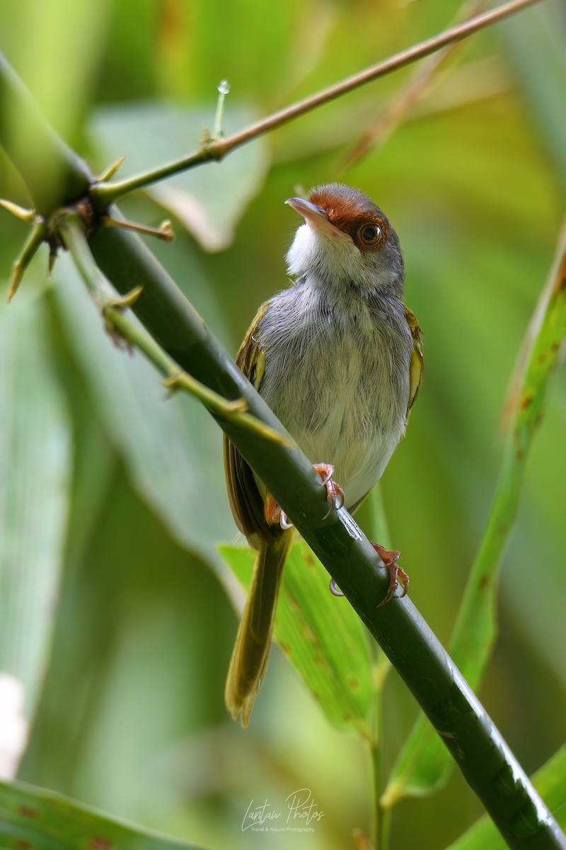 Rufous-fronted Tailorbird - ML623829063