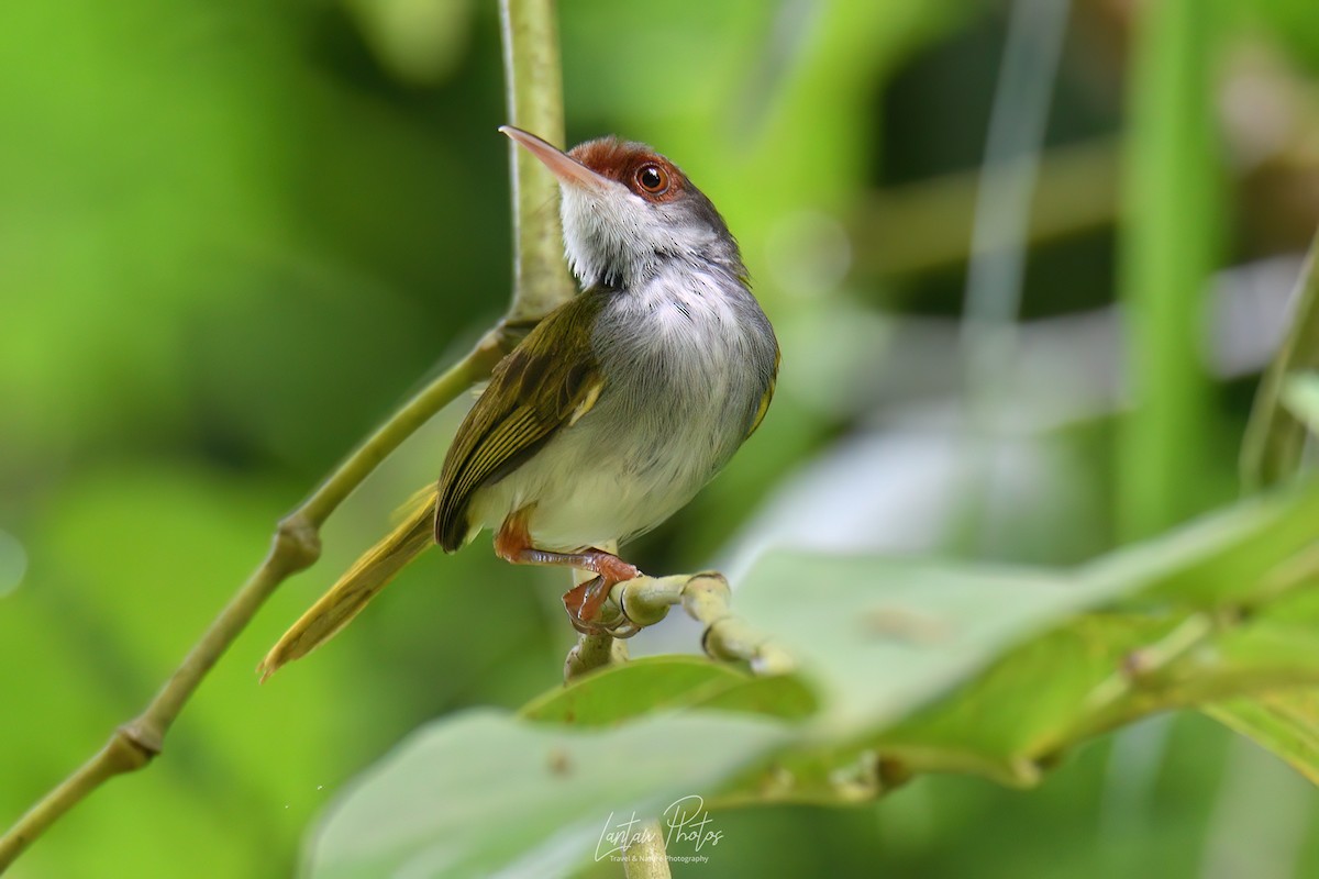 Rufous-fronted Tailorbird - ML623829064